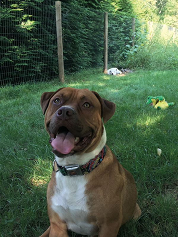 Big-hearted ‘Big Lu’ looking for a forever home