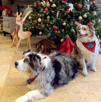 Photo: Holiday hounds