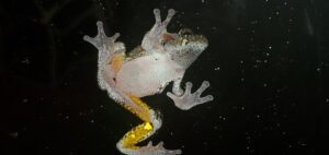 Frog photo contest winner