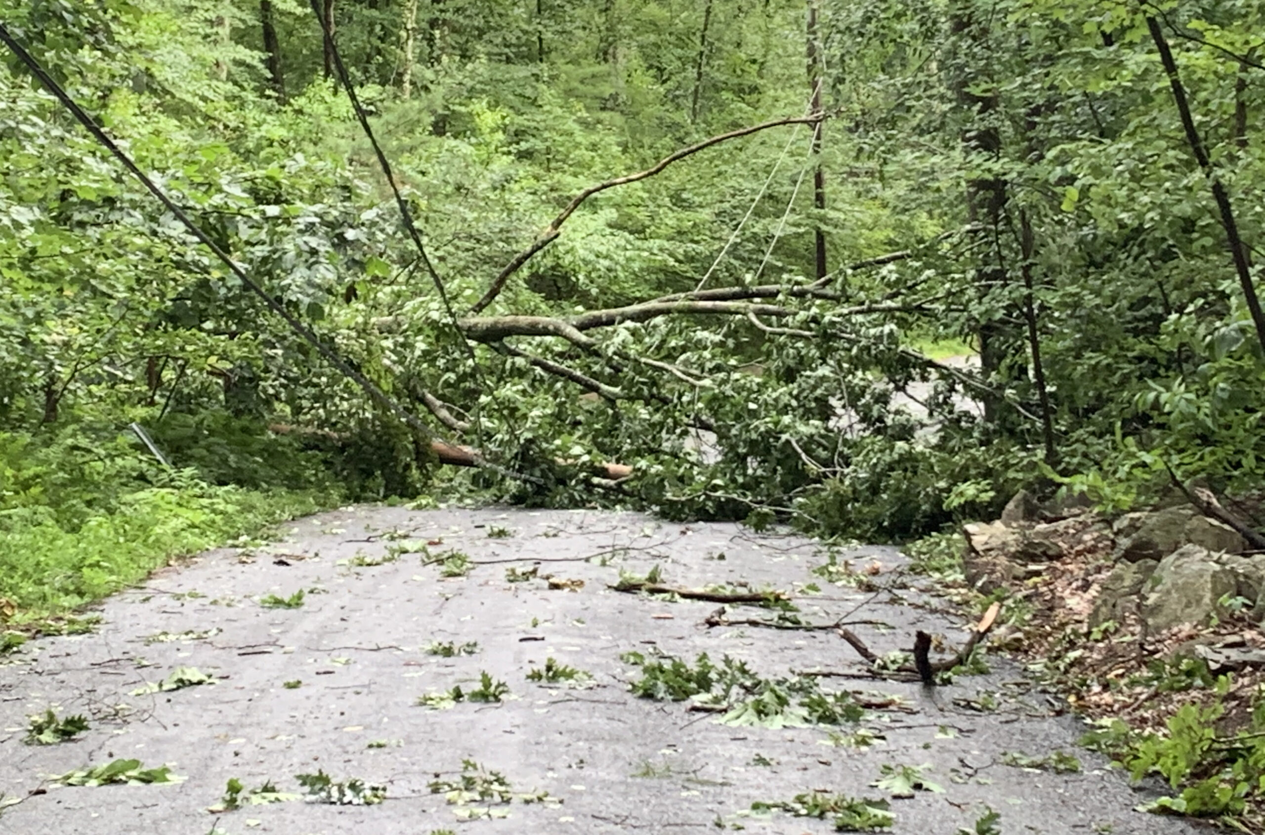 Tropical Storm Isaias takes down trees, wires in Hopkinton