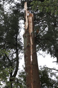 Lake Whitehall tree damage
