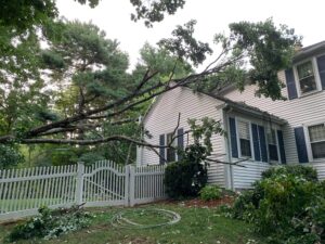 Storm tree on house 8-4-20