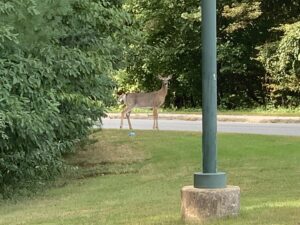 Deer on Loop Road