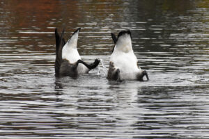 Geese diving