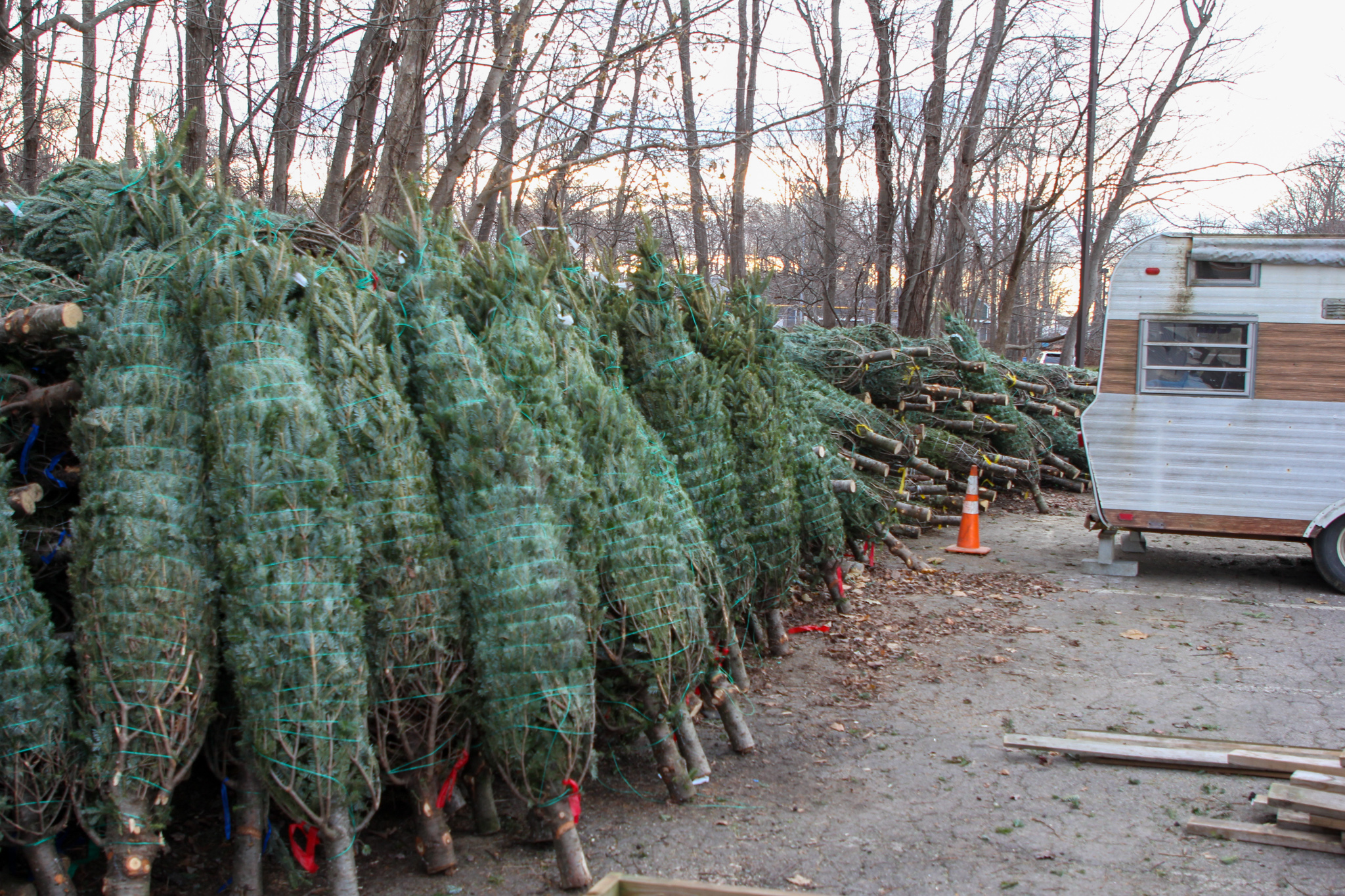 Boy Scouts Troop 4 Christmas tree recycling fundraiser Jan. 8