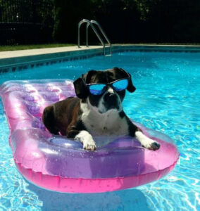 Photo contest winner, dog on raft