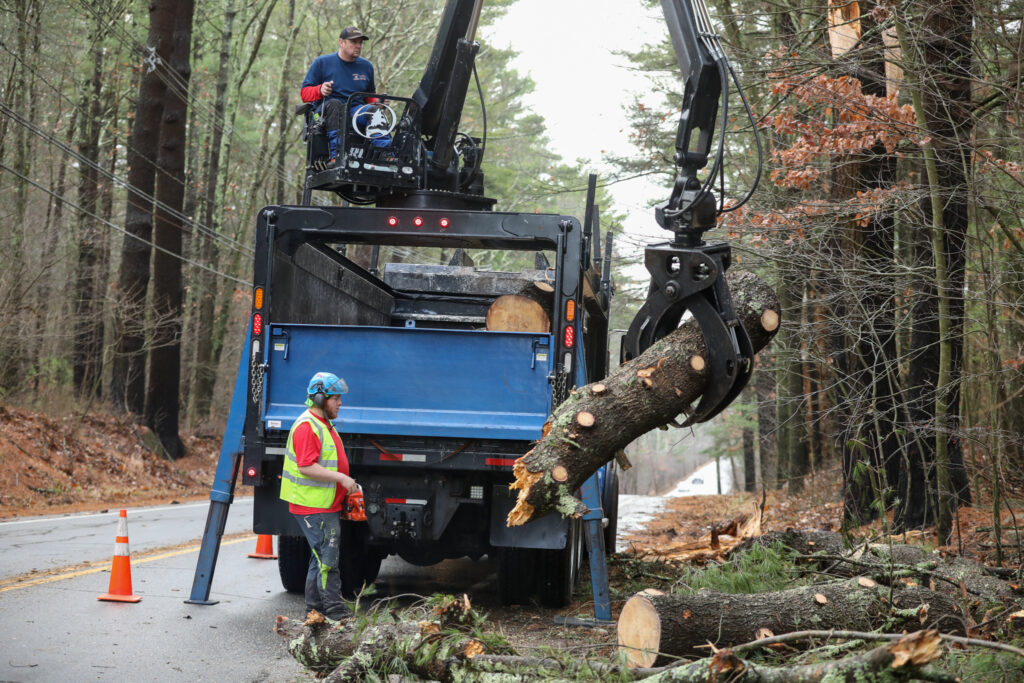 Tree cleanup