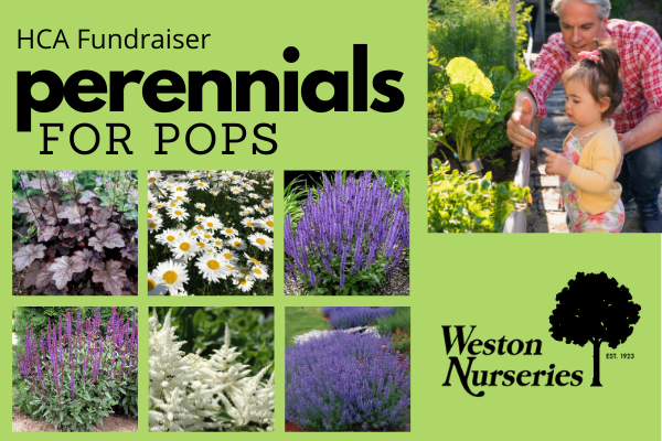 HCA Perennials for Pops fundraiser through June 20