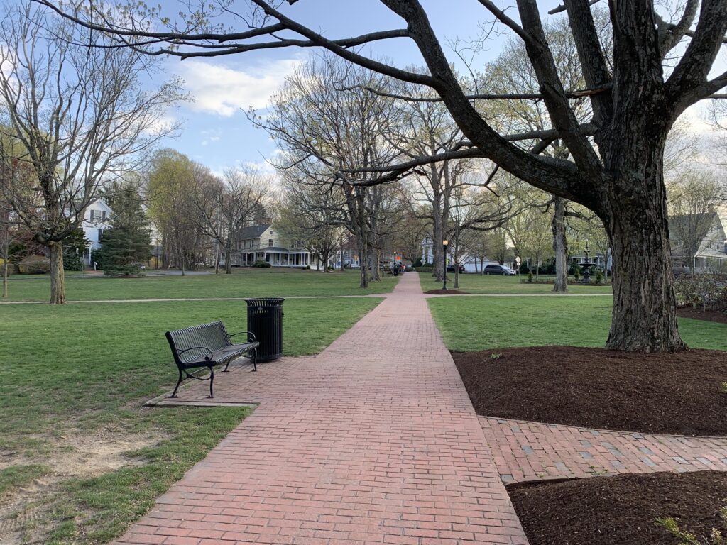 Town Common trees