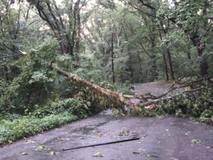 Glen Road tree down
