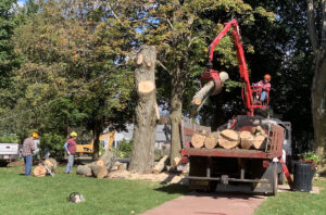 Town Common tree removal