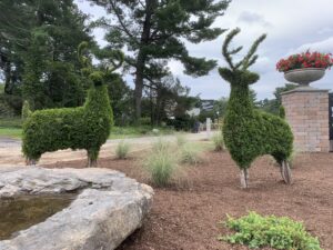 Weston Nurseries deer bushes