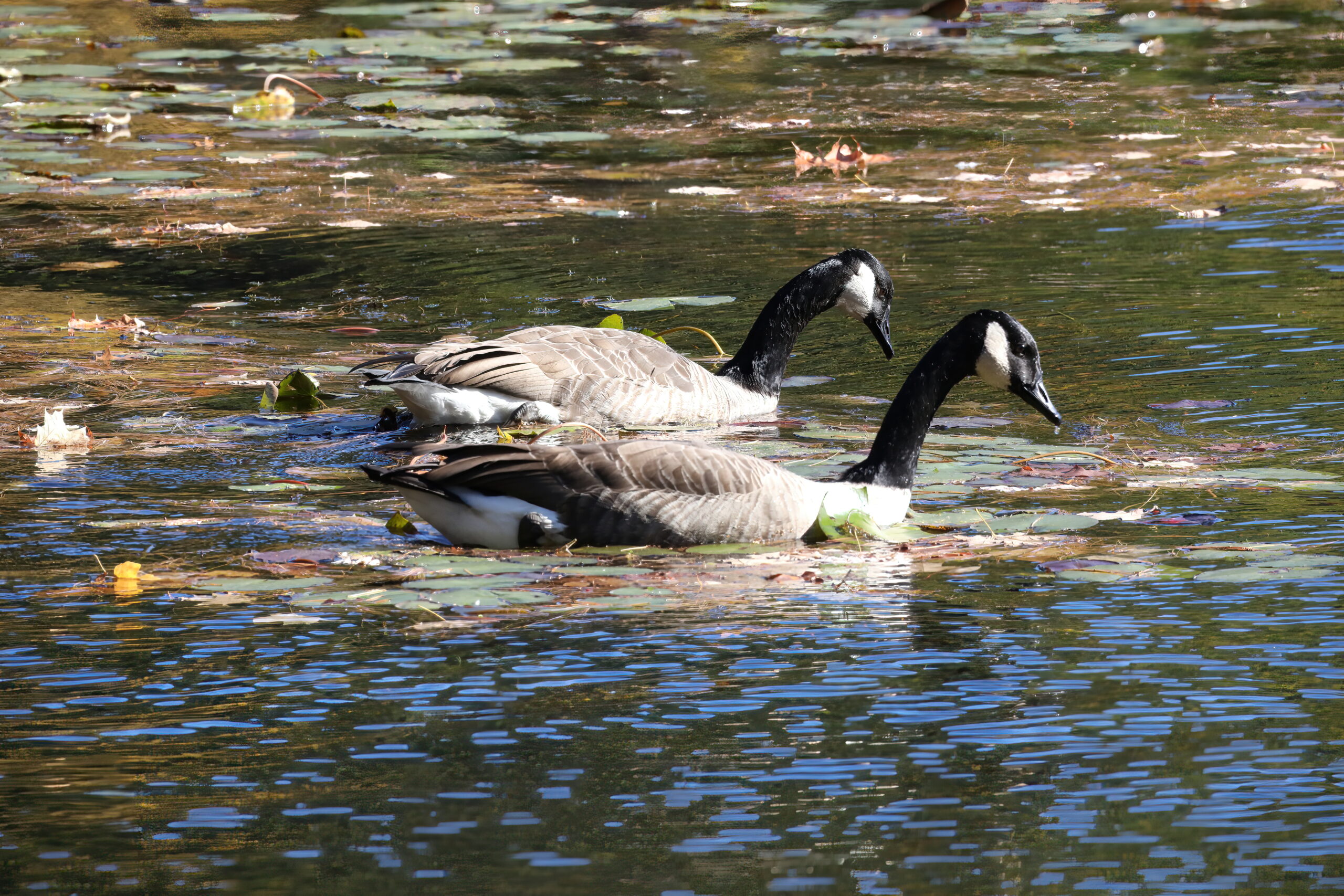 Tales from a Townie: Geese on parade