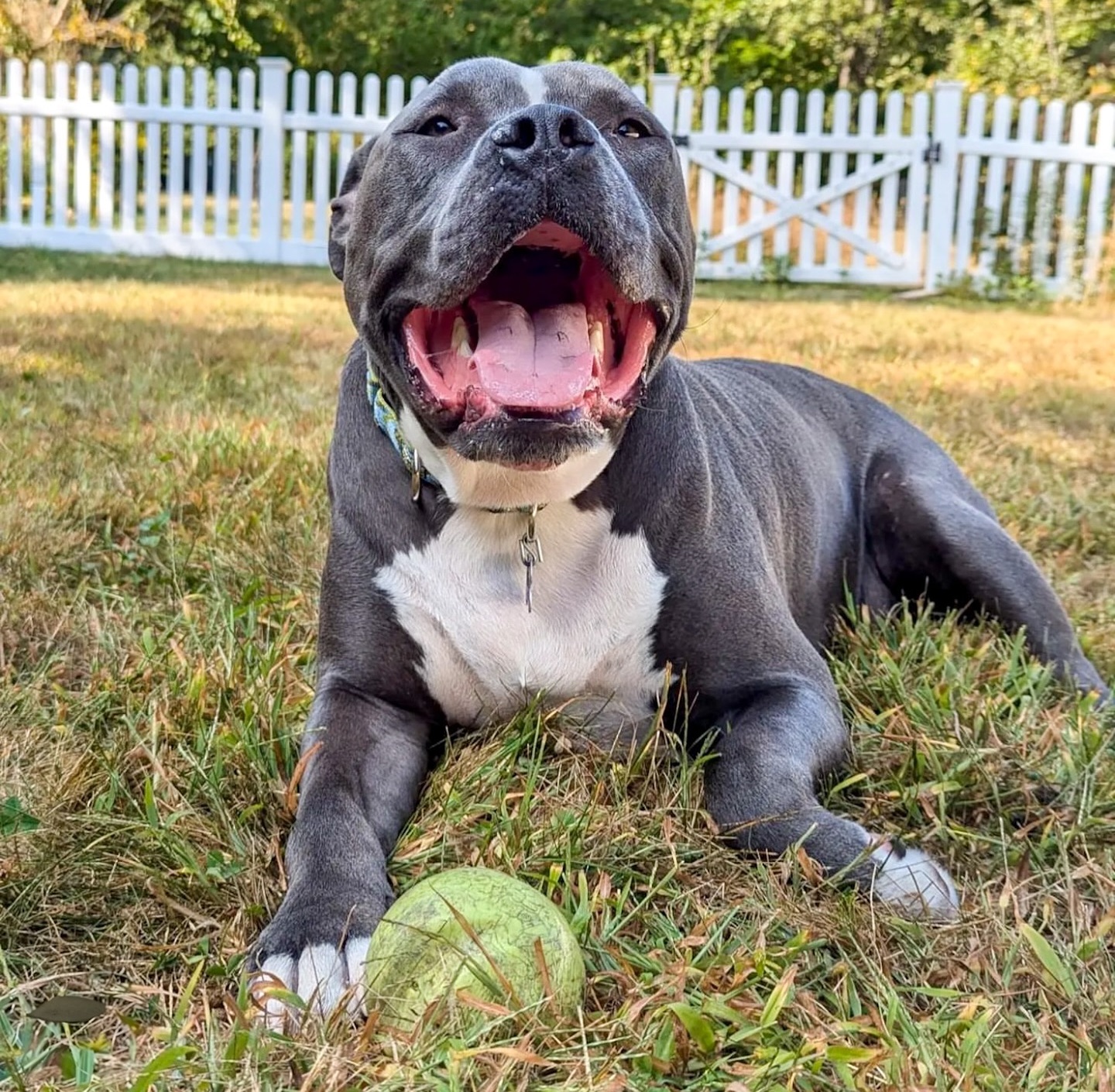 Baypath Adoptable Animal of the Week: Rocky