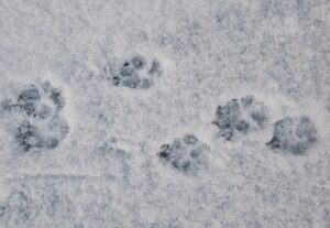 Paw prints in snow