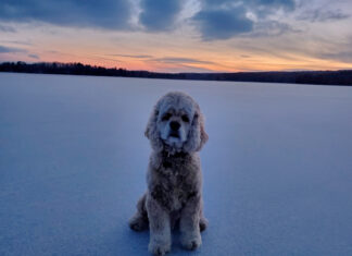 Dog at frozen Lake Whitehall