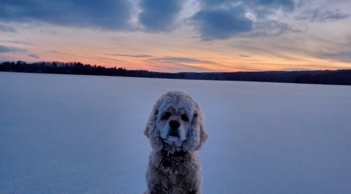 Dog at frozen Lake Whitehall