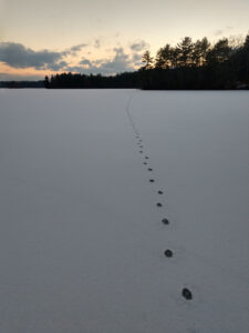 Fox tracks on Lake Whitehall