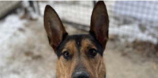 Adoptable Animal-Scout