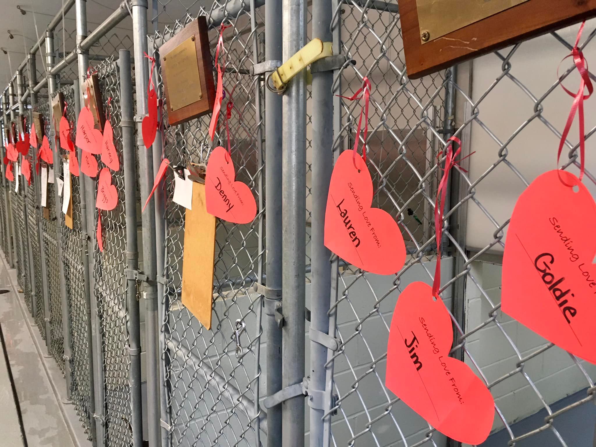 Greyhound Friends ‘Hearts for Houndies’ valentines fundraiser through Feb. 14