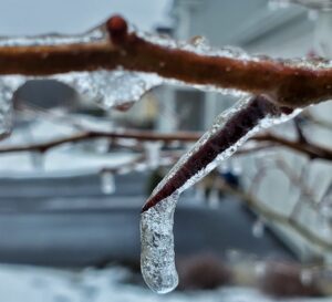 Ice on branch