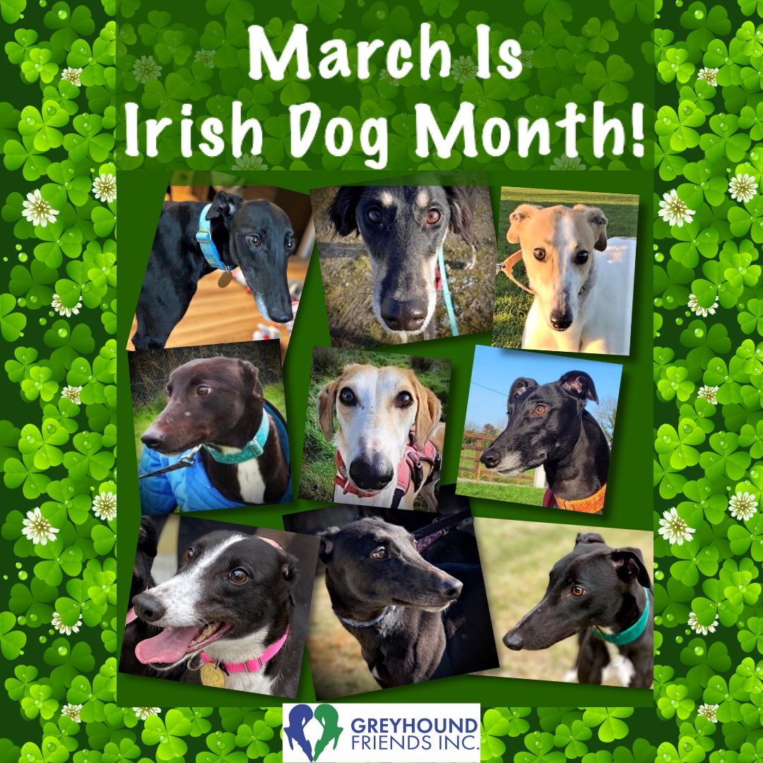 Greyhound Friends launches campaign to support Irish dogs