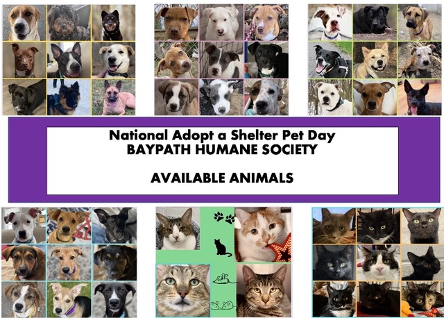 Baypath seeks support on Adopt a Shelter Pet Day April 30