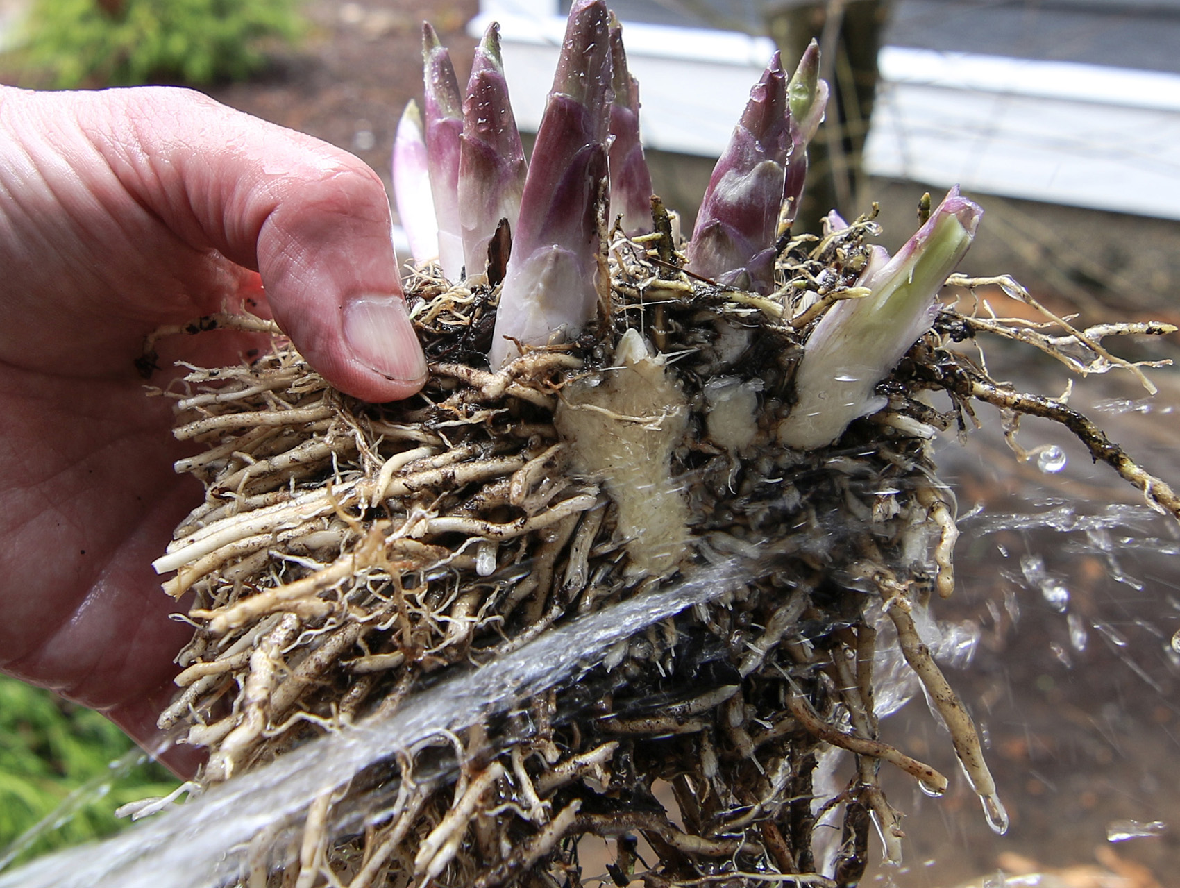 With annual plant sale May 7, Garden Club preaches caution regarding jumping worms
