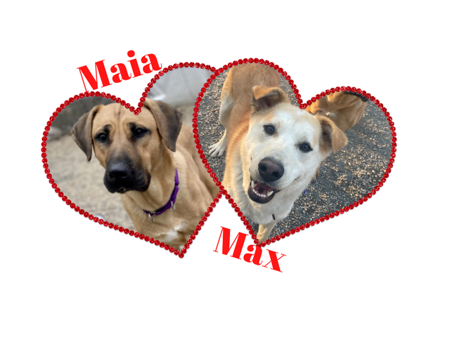Adoptable Animal-Max and Maia