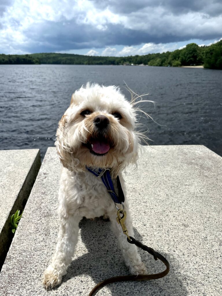 Mookie at State Park