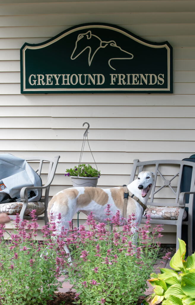 Greyhound Friends