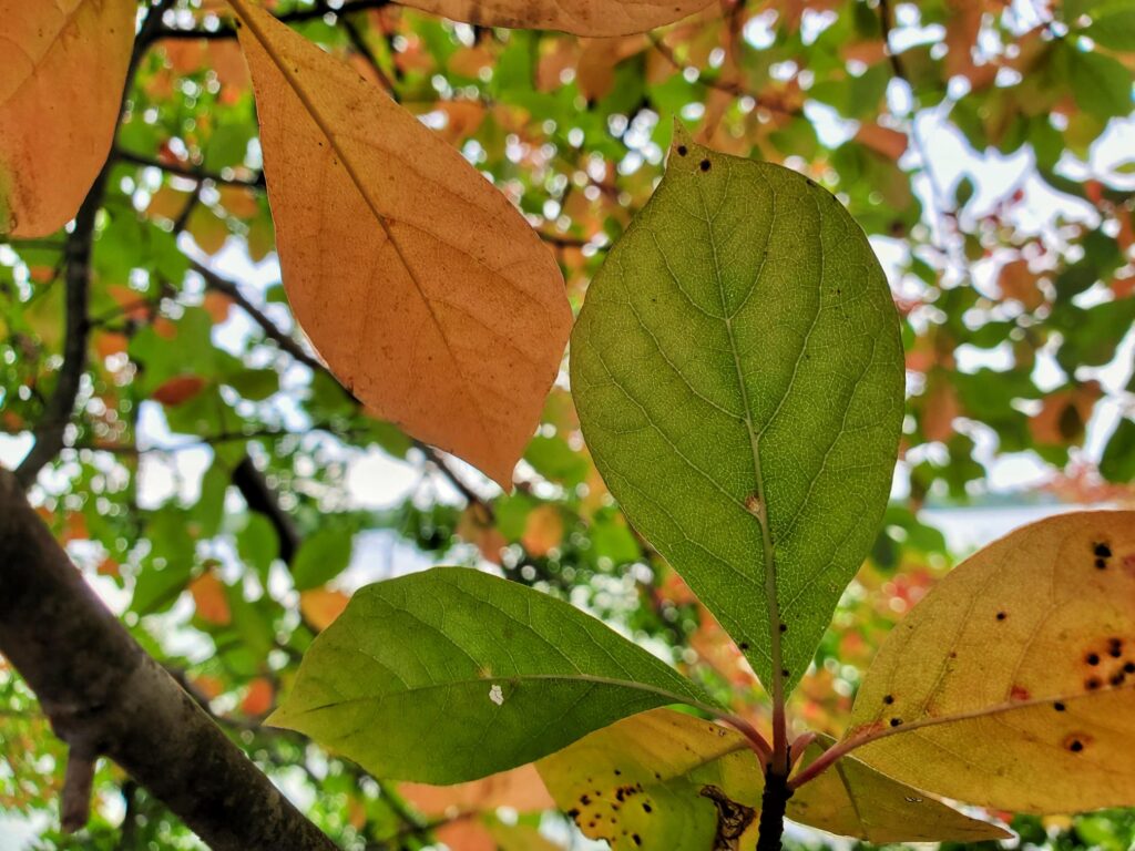 Fall photos