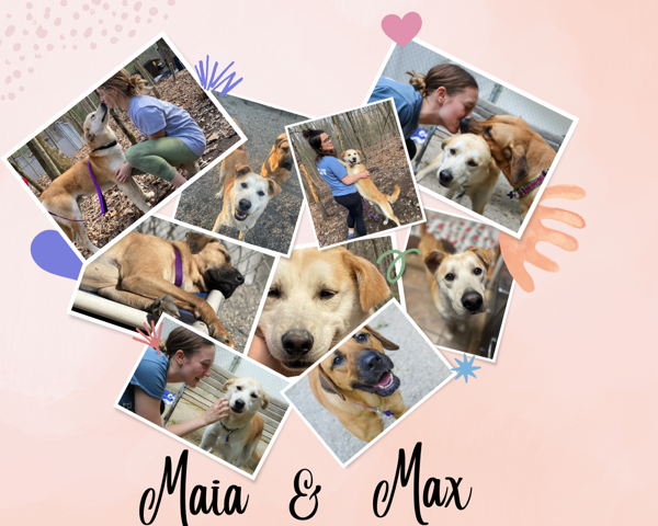 Baypath Adoptable Animal of the Week: Max and Maia