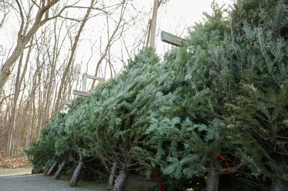 Photos Boy Scouts Christmas tree fundraiser Hopkinton Independent