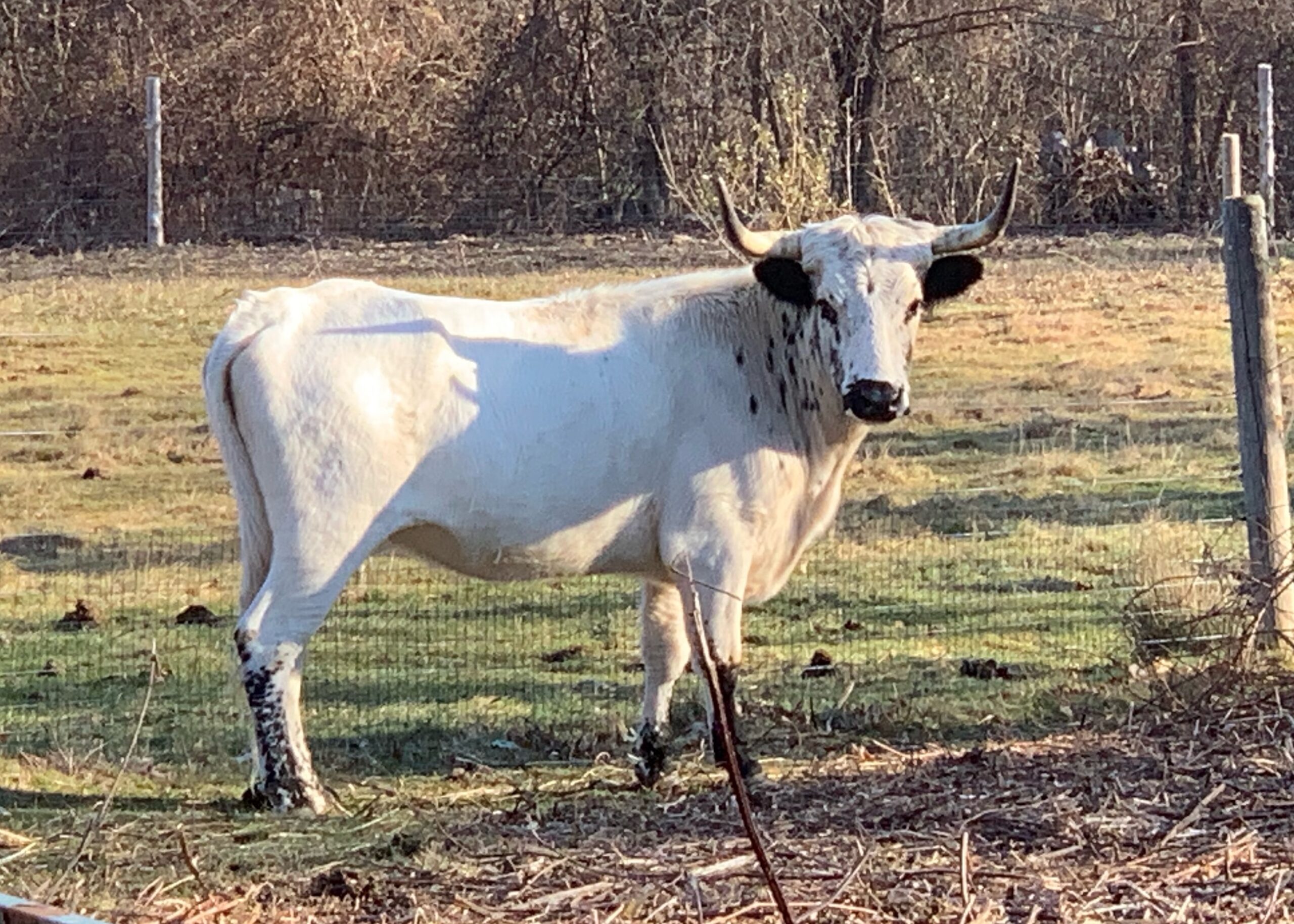 After escape, Harriet the heifer finds new home in Hopkinton