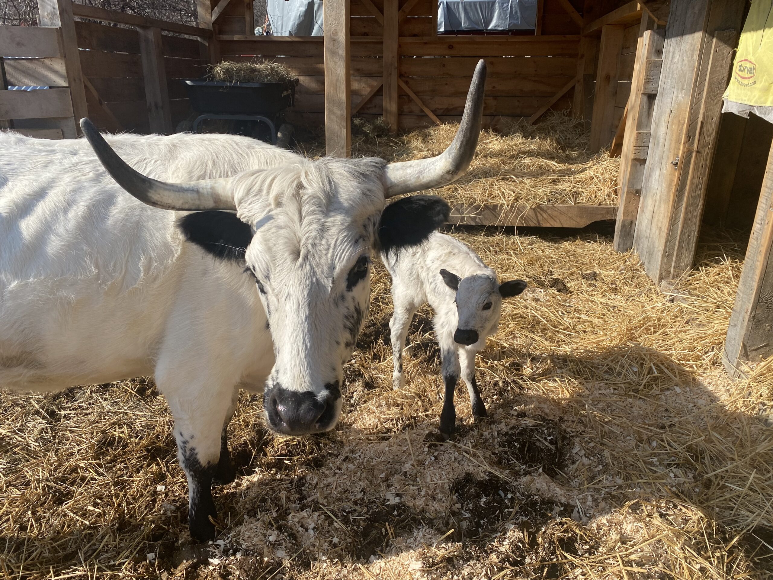 Independent Thoughts: Harriet the heifer gives birth; Phipps receives military honor