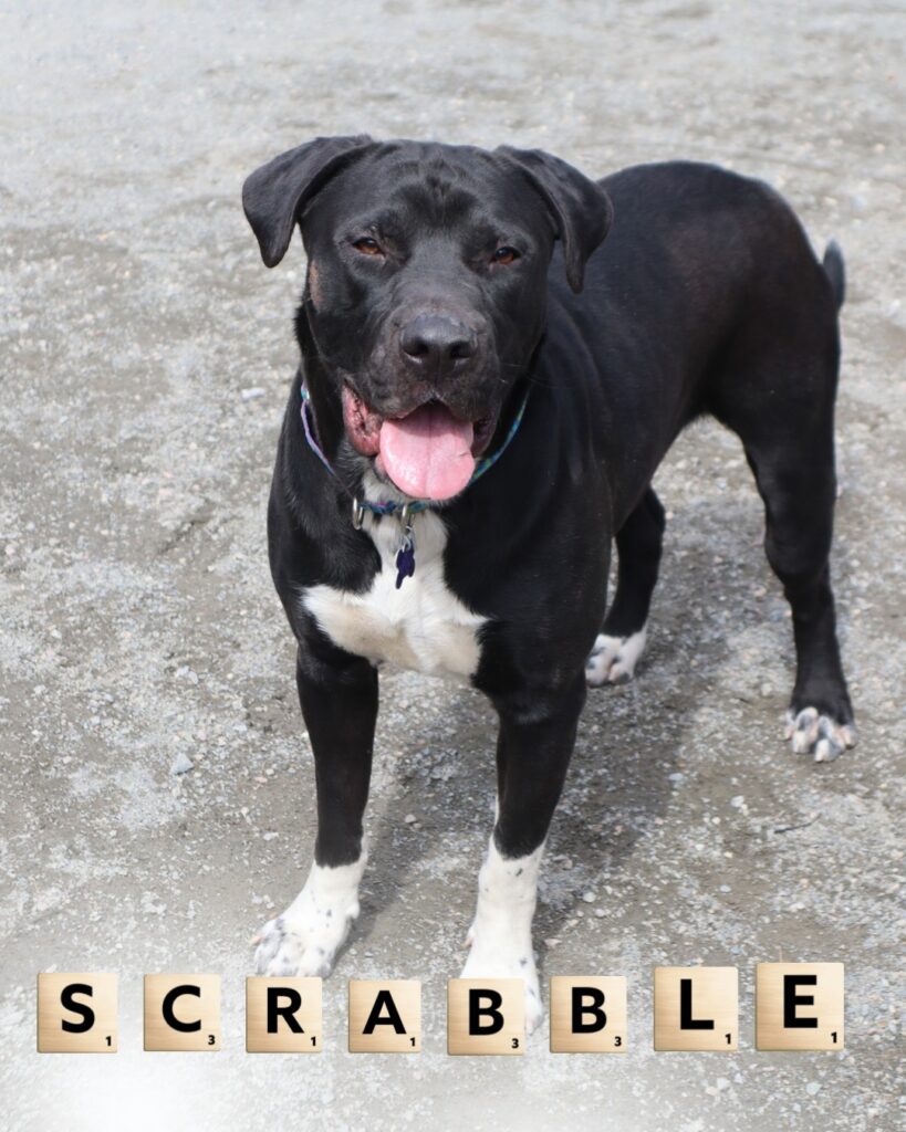 Adoptable Animal-Scrabble