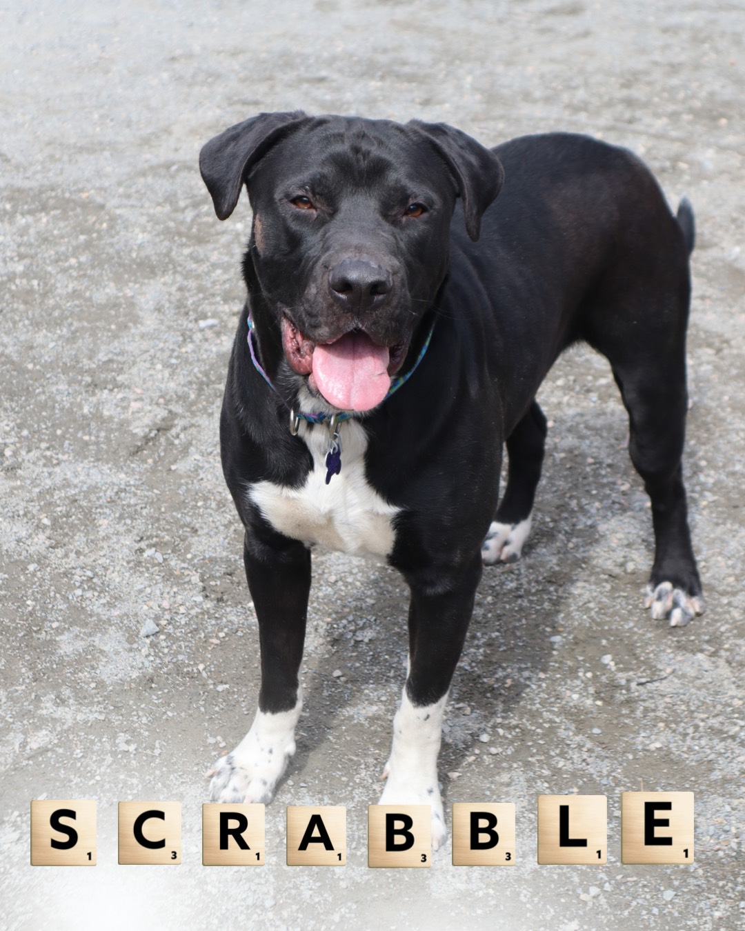 Baypath Adoptable Animal of the Week: Scrabble