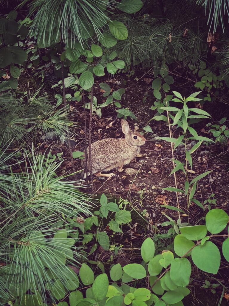 Photos around town-rabbit