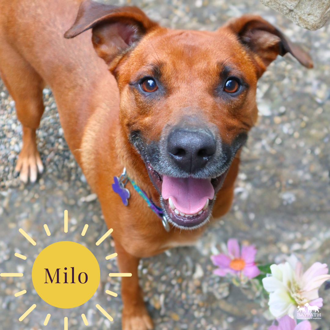 Baypath Adoptable Animal of the Week: Milo; adoption fees waived for certain dogs in August