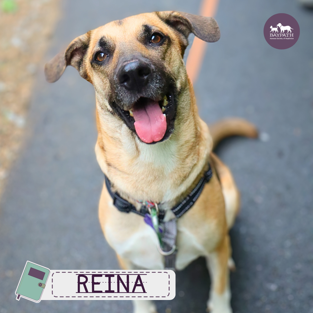 Baypath Adoptable Animal of the Week: Reina