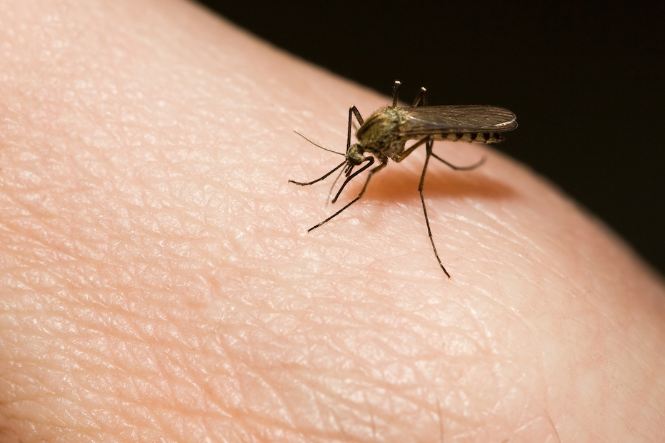 First case of EEE virus detected in Massachusetts mosquitoes this year found in neighboring county