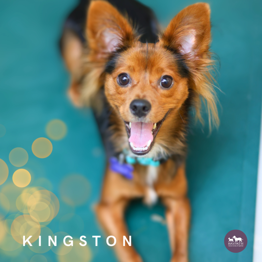 Adoptable Animal-Kingston