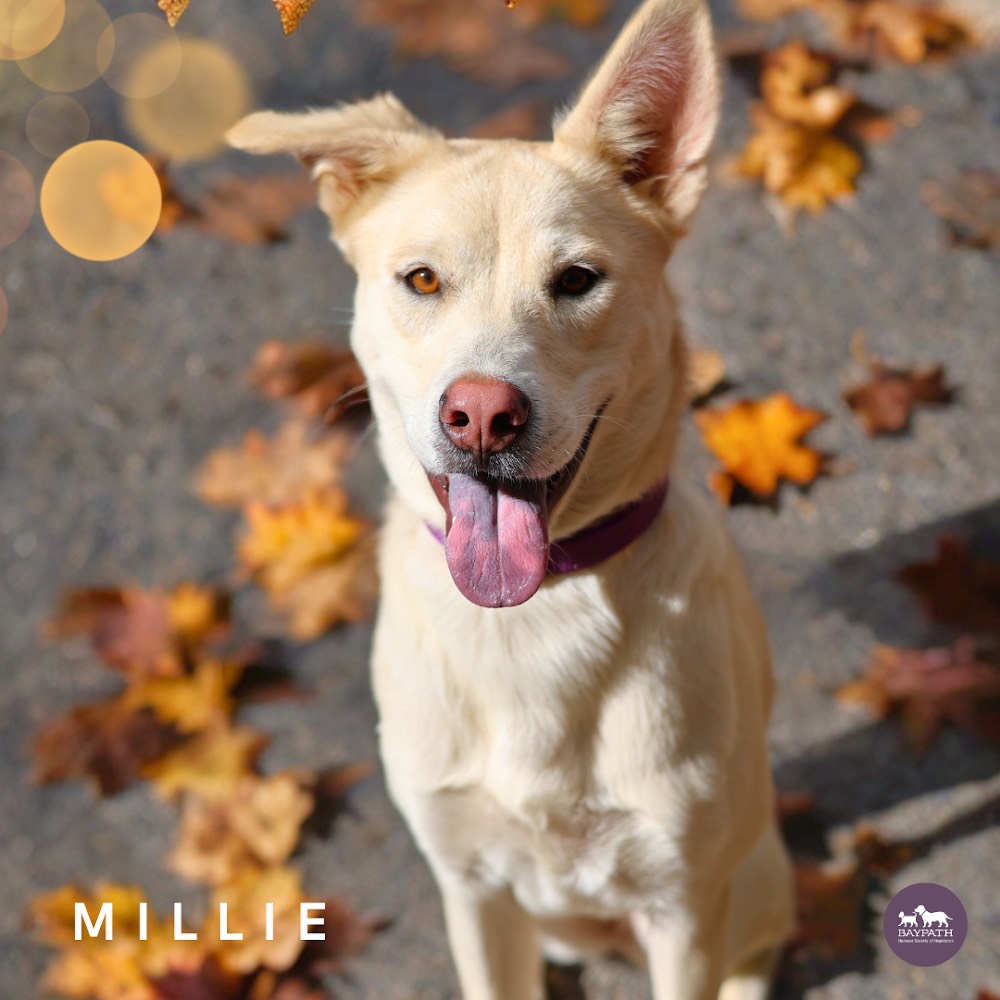Baypath Adoptable Animal of the Week: Millie