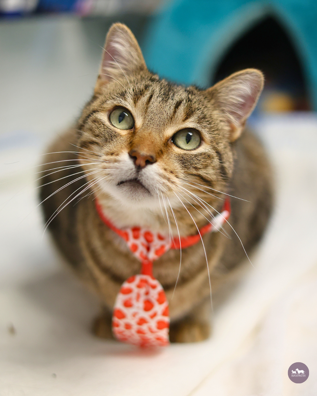 Baypath Adoptable Animal of the Week: Dr. Pepper