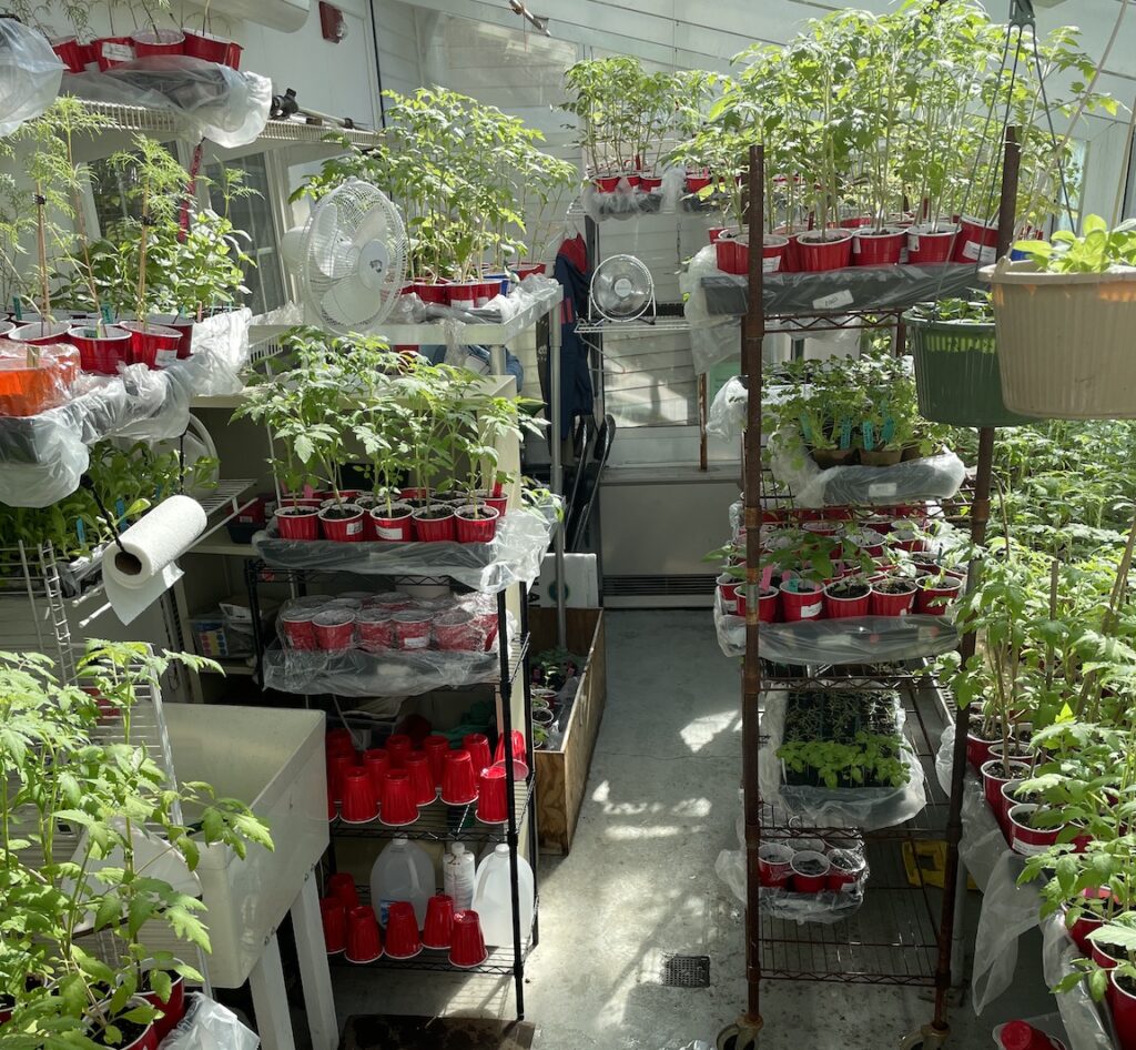 Seniors Plant Sale