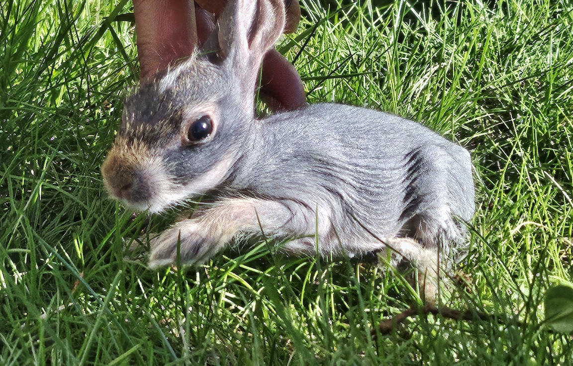 Photos: Baby bunny