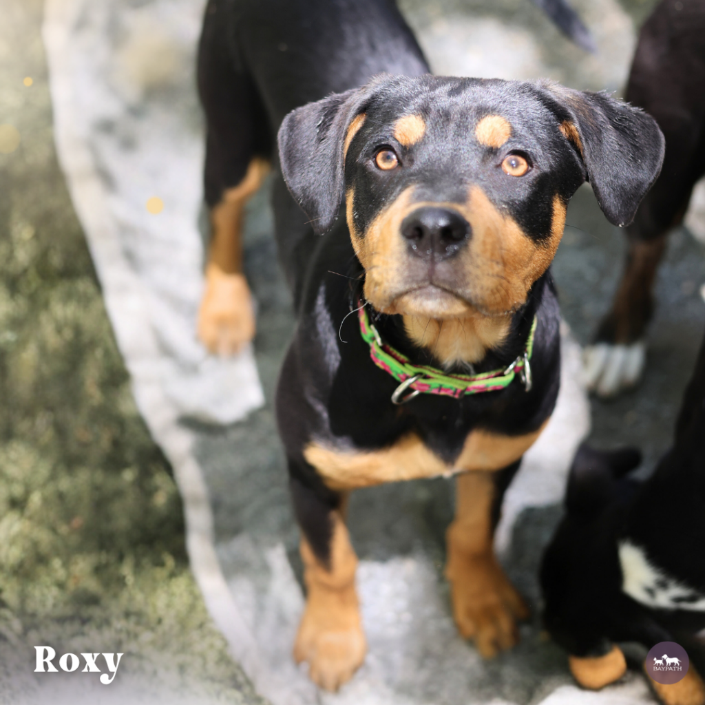 Adoptable Animal-Roxy