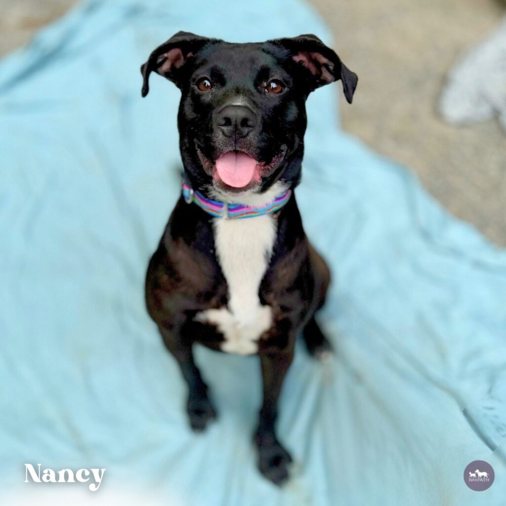 Adoptable Animal-Nancy