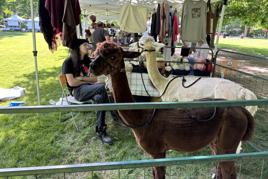 Farmers Market-alpacas